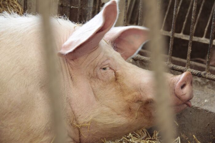 VAT na nasienie zwierząt, krir, zwierzęta hodowlane