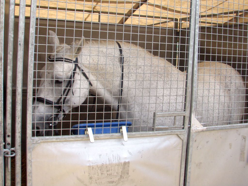 konie, ANR, Janów Podlaski, aukcja, Waldemar Humięcki, Pride of Poland