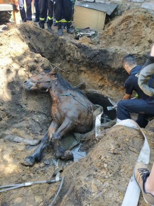 konie, ANR, Janów Podlaski, aukcja, Waldemar Humięcki, Pride of Poland