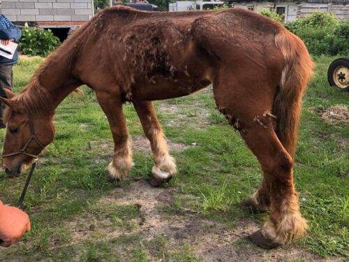 konie, ubezpieczenie konia, koń, ubezpiecz konia, Concordia Ubezpieczenia