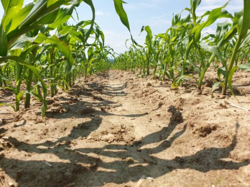 kondycja kukurydzy, Tadeusz Szymańczak, kukurydza, przymrozki, susza, warunki stresowe dla kukurydzy, PZPRZ,