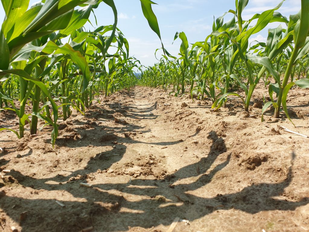 kondycja kukurydzy, Tadeusz Szymańczak, kukurydza, przymrozki, susza, warunki stresowe dla kukurydzy, PZPRZ,
