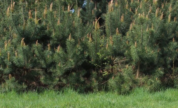 zalesianie gruntów, zakładanie systemów rolno-leśnych, Plan Strategiczny dla WPR 2023-2027