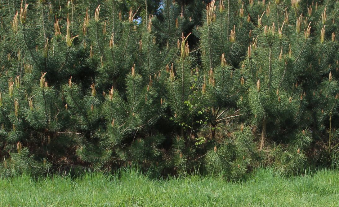 zalesianie gruntów, zakładanie systemów rolno-leśnych, Plan Strategiczny dla WPR 2023-2027