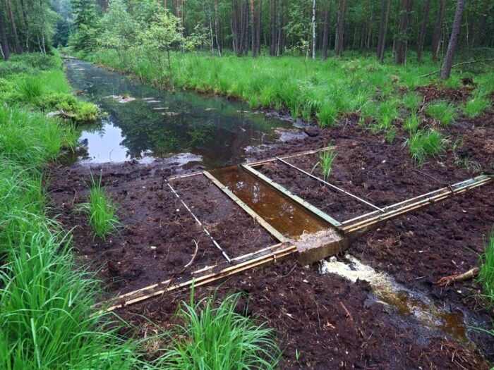 lasy_panstwowe_sprzedaz