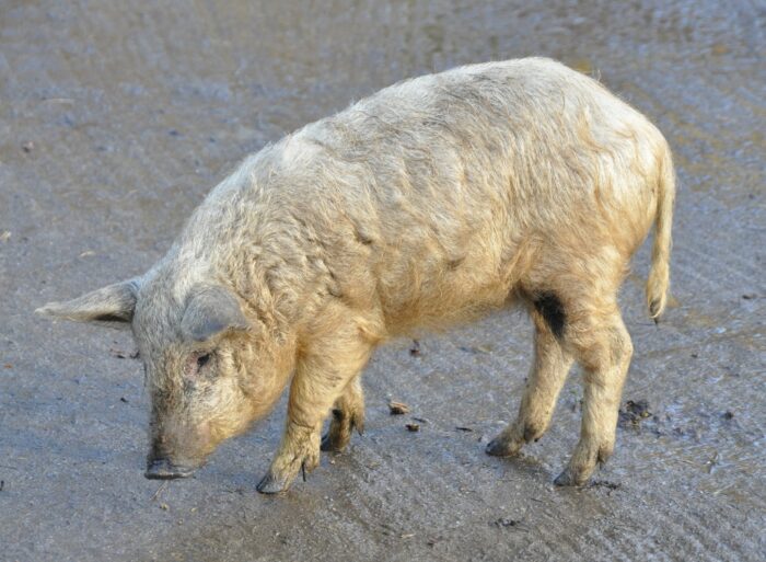 Mangalica, ognisko ASF, trzoda chlewna, wirus asf, afrykański pomór świń, świnie, GLW