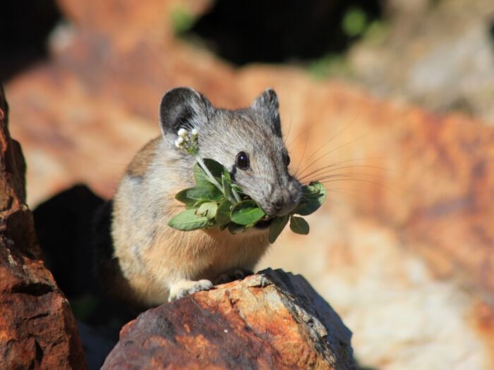 plaga myszy na polach, piorin, szkody w uprawach, opolszczyzna