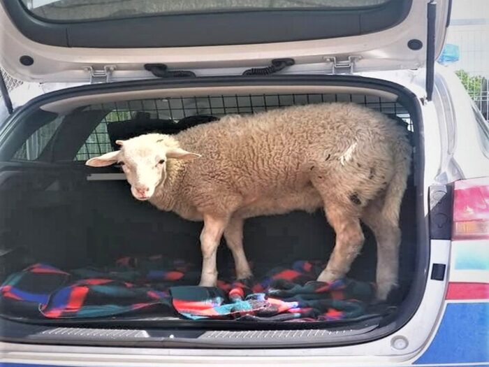 wrocław, owca w bagażniku, Krzysztof Marcjan, znęcanie nad zwierzętami