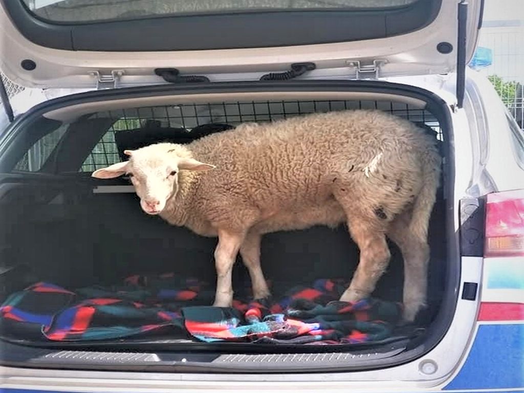 wrocław, owca w bagażniku, Krzysztof Marcjan, znęcanie nad zwierzętami