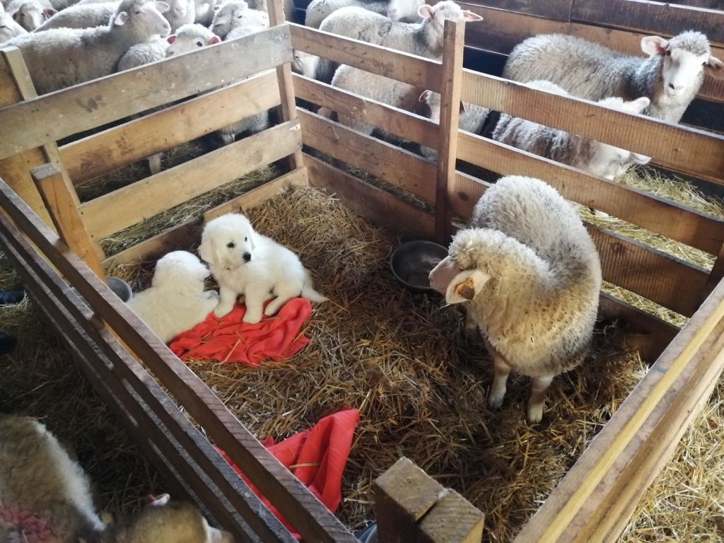hodowla owiec, rdoś w olsztynie, Justyna Januszewicz, ataki wilków, owczarek podhalański