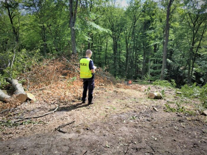 Gumieniec, powiat bytowski, wycinka drzew, prace leśne