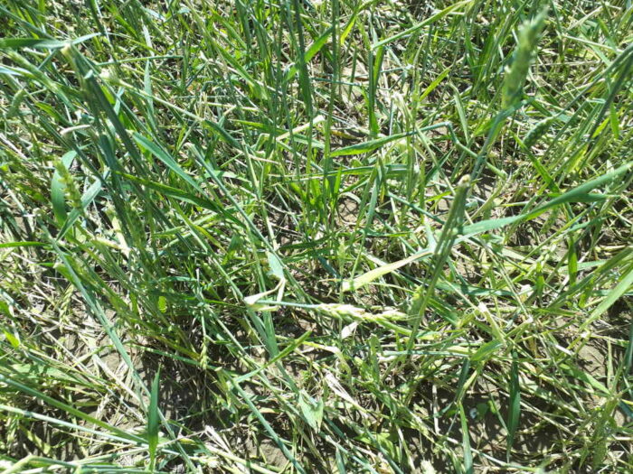 pszenica, grad, pole