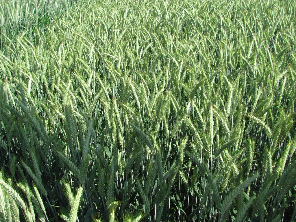 zboża, ceny zbóż, sprzedaż ziarna, pszenica, żyto, pszenżyto, kukurydza, gus