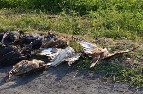 wielowieś, martwe ptaki na polu, krotoszyn, Bartosz Karwik
