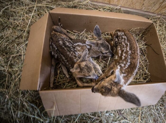 sarenki w trawie, Radosław Fedaczyński, Edward Marszałek,rdlp w krośnie