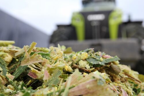 shredlage, kukurydza, kiszonka z kukurydzy, ziarniaki, claas, krowy mleczne, wydajność mleczna, zakiszanie, mleko