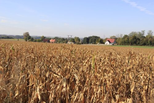 susza, plon, pasza, kukurydza