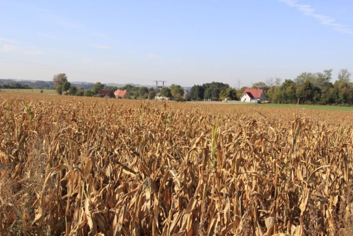 susza, plon, pasza, kukurydza