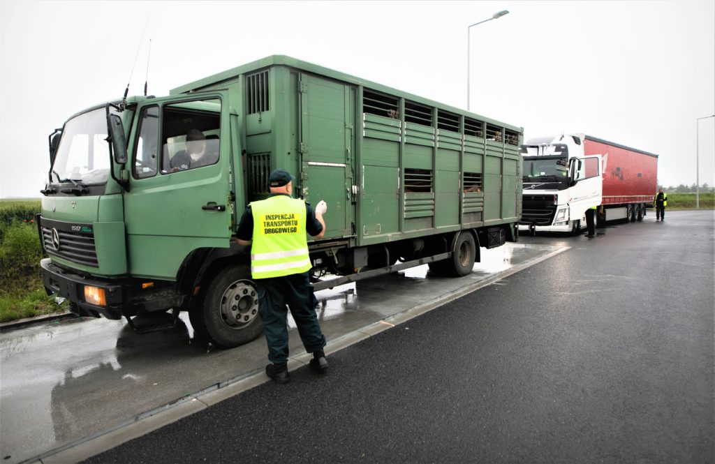 Instytut Ekonomiki Rolnictwa i Gospodarki Żywnościowej, poglowie świń w polsce, trzoda chlewna