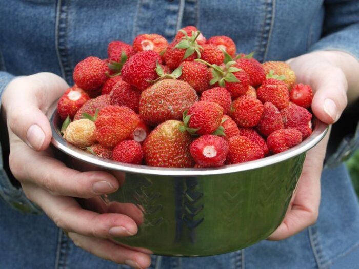 truskawki, ceny truskawek, zdrowie, uroda, witaminy, owoce