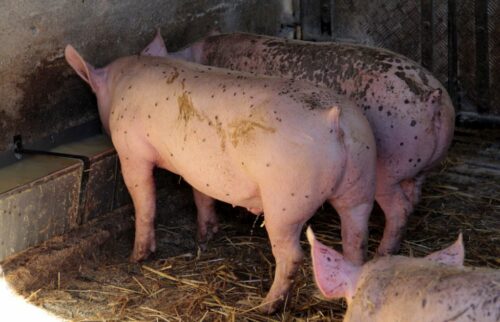 cena tuczników, trzoda chlewna, żywiec wieprzowy, półtusze wieprzowe, warchlaki, Polska
