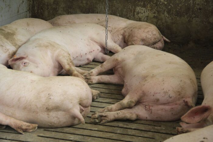 awaria wentylacji, upadek tuczników, zanik prądu, gospodarstwo Mariusza Olszewskiego