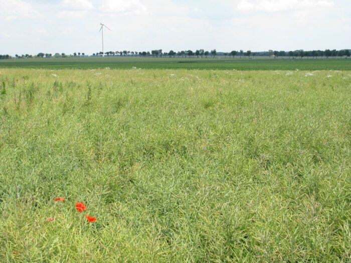 strategie grains, unijny eksport zbóż, rynek zbóż, pszenica