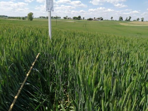 wiorin bydgoszcz, ocena polowa upraw, jakość materiału siewnego