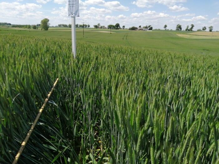 wiorin bydgoszcz, ocena polowa upraw, jakość materiału siewnego