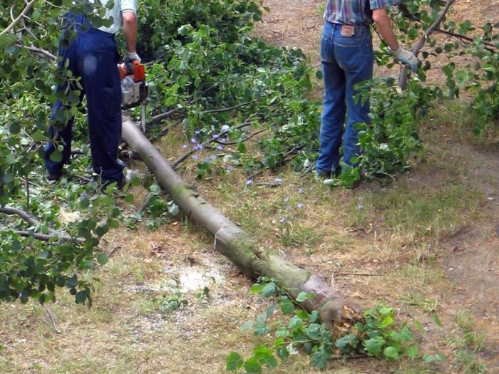 wycinka drzew, mała, gmina Ropczyce , kpp w ropczycach