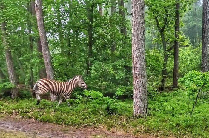 zebra w lesie, mini ZOO w Jantarze, Nadleśnictwo Elbląg, Mierzeja Wiślana