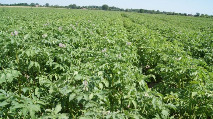 alternarioza ziemniaka, zwalczanie alternariozy ziemniaka, mankozeb, objawy alternariozy ziemniaka, difenokonazol