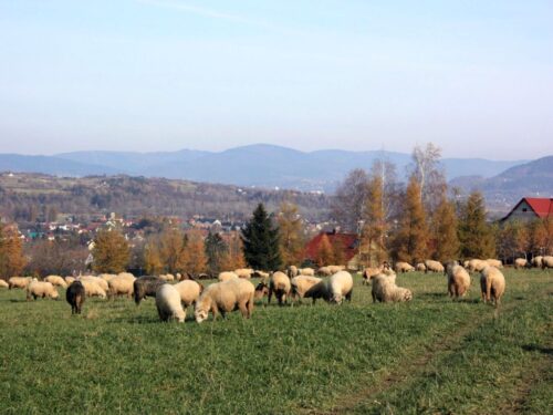 RDOŚ w Katowicach, ochrona zwierząt przed drapieżnikami, fladry, pastuchy elektryczne