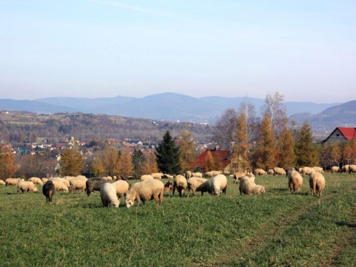 RDOŚ w Katowicach, ochrona zwierząt przed drapieżnikami, fladry, pastuchy elektryczne