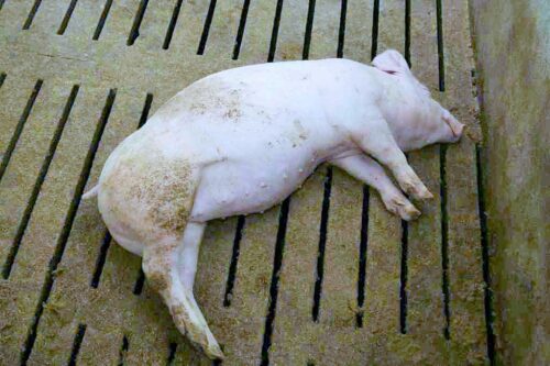 asf, wirus asf, martwe świnie, padlina