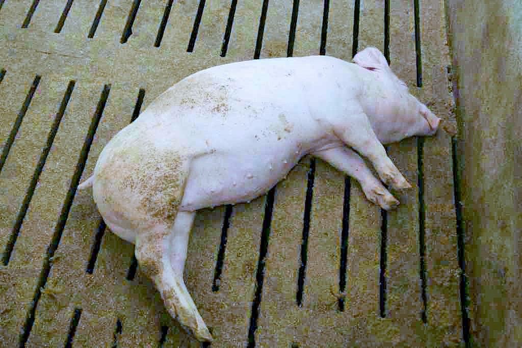 asf, wirus asf, martwe świnie, padlina