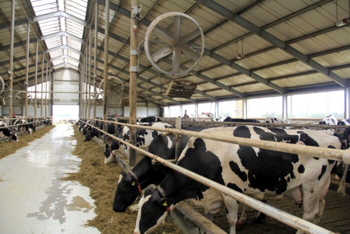 egzekucje komornicze, zakaz zajmowania krów mlecznych i bydła mięsnego, zadłużeni rolnicy,