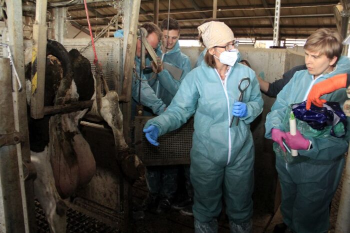 audyt gospodarstwa, choroby racic, digital dermatitis, krowy mleczne