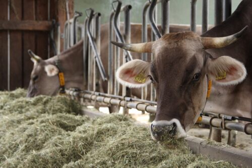 brazylia, ekport mięsa, wołowina, drób