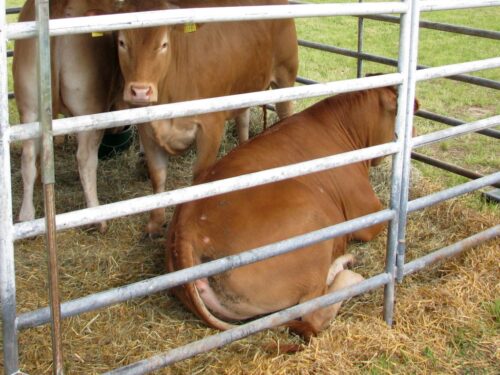 brazylia, ekport mięsa, wołowina, drób