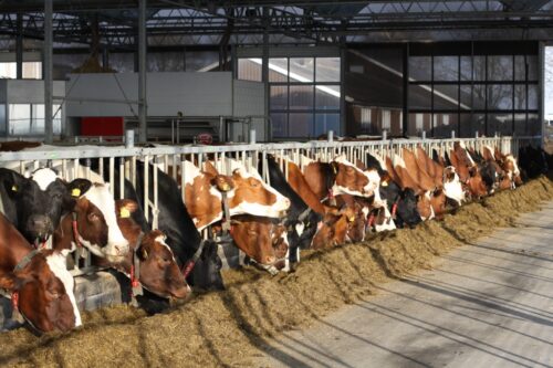 brazylia, ekport mięsa, wołowina, drób