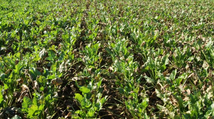 chwościk buraka, odporność chwościka na fungicydy, fungicydy systemiczne, miedź, fungicydy kontaktowe, triazole