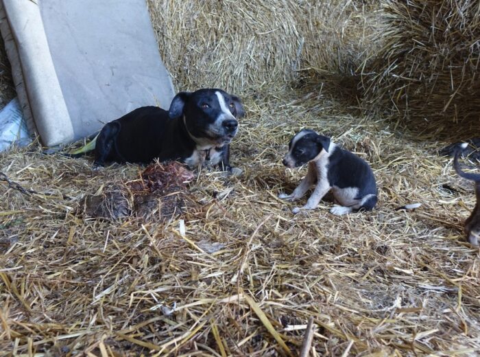 dramat zwierząt gminie Sanniki, policja, przestępstwo