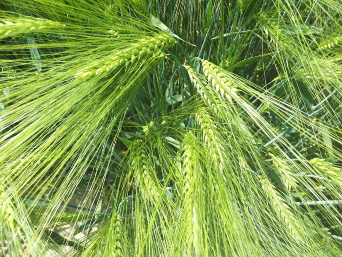 jęczmień ozimy, kłosy, rośliny