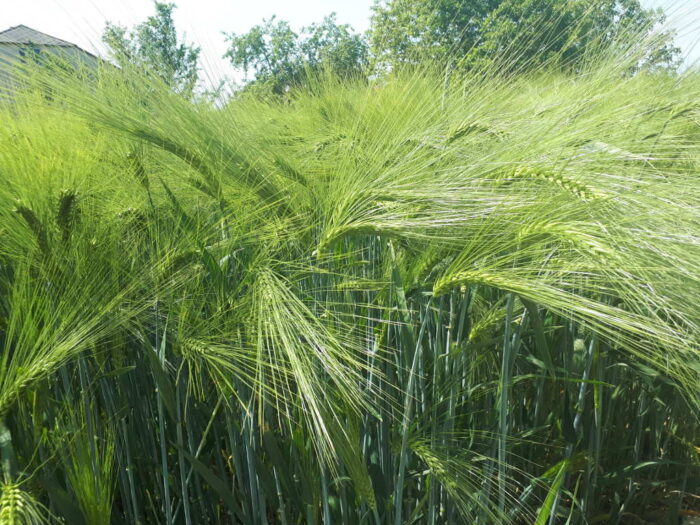 kłosy, jęczmień ozimy