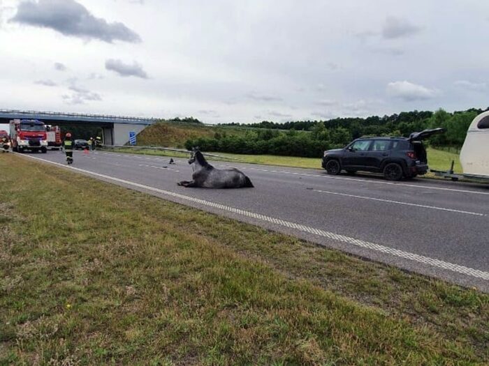 konie, ANR, Janów Podlaski, aukcja, Waldemar Humięcki, Pride of Poland