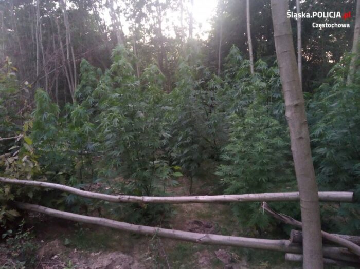 Nadleśnictwa Czerniejewo, konopie indyjskie, plantacja konopi,