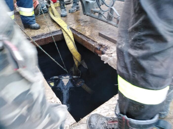 Zagrody, gmina Garbów, krowa w gnojowicy, OSP KSRG Żyrzyn