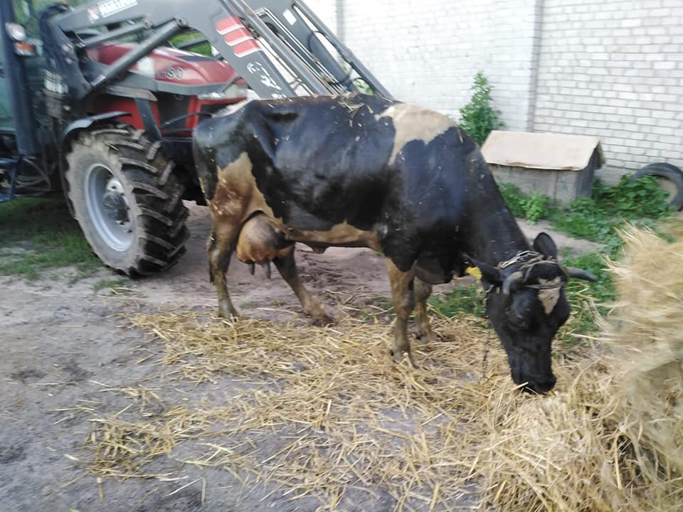 krowa w szambie, Arkadiusz Naglak, jarocin