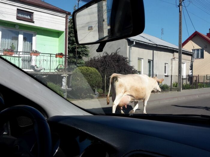 droga krajowa nr 57, szczytno, krowa na drodze, Zawady, powiat mławski